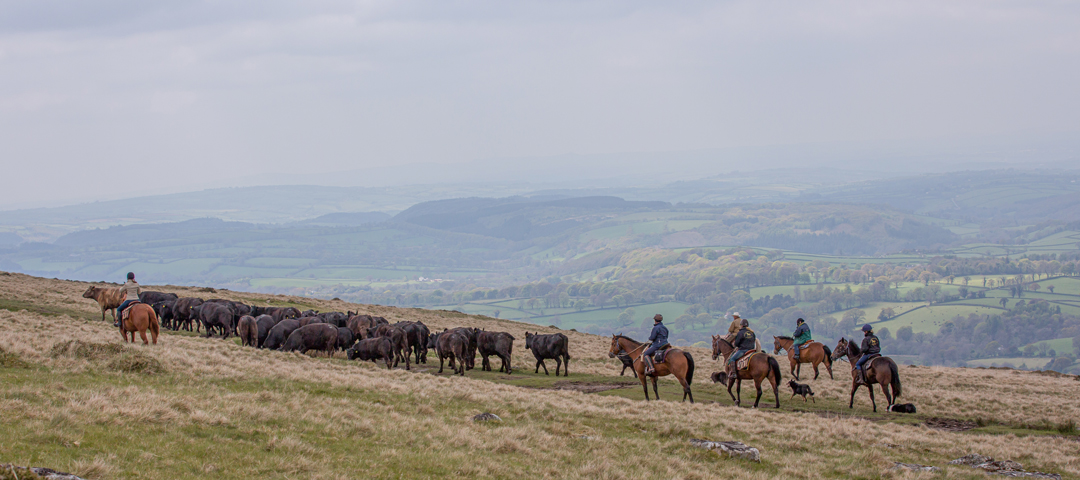 Dartmoor Cattle Drive