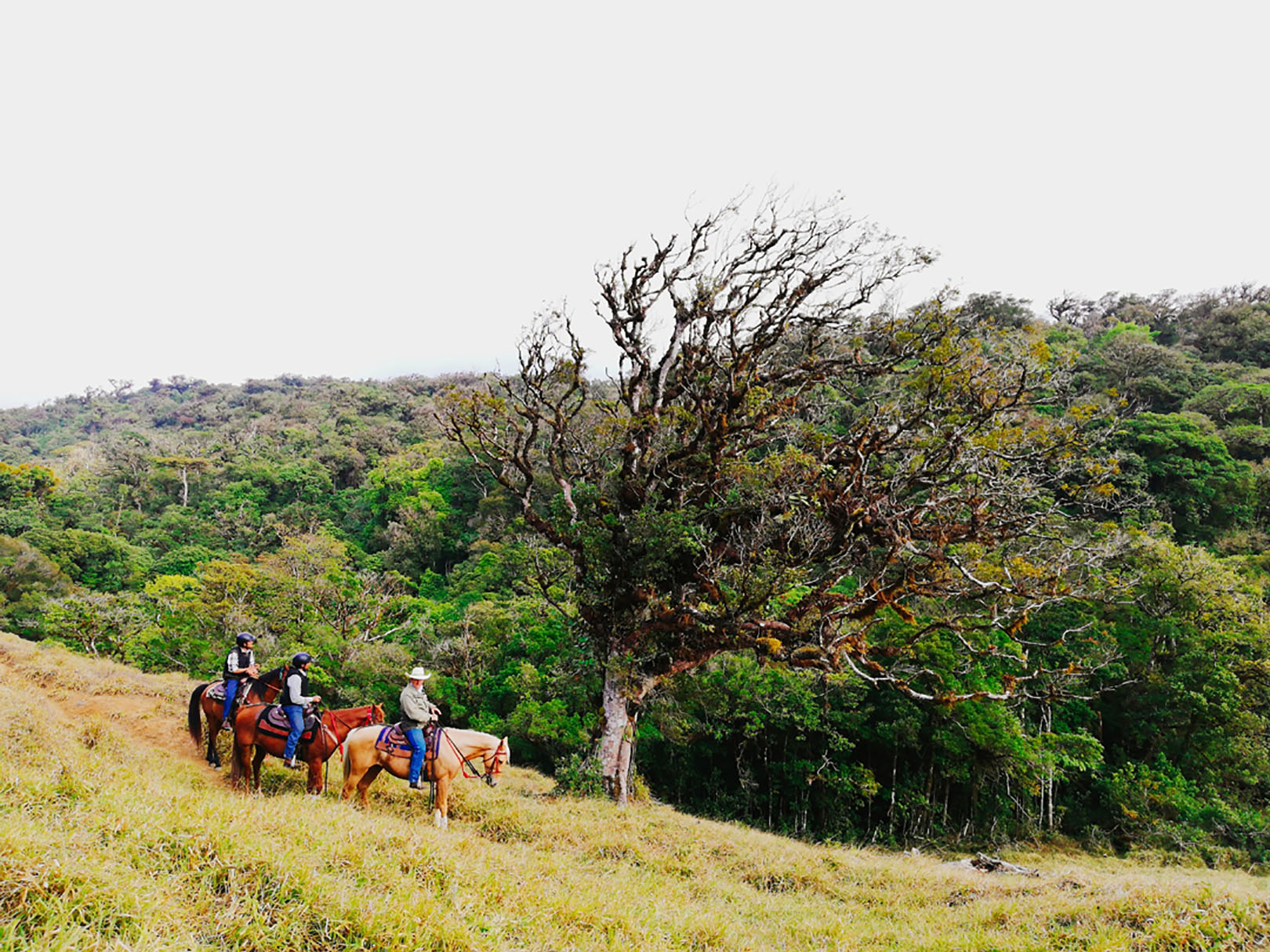 Golden Hills Trail - Costa Rica Horse Riding Holiday