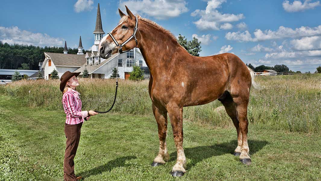 Tallest-horse-living_tcm25-510245