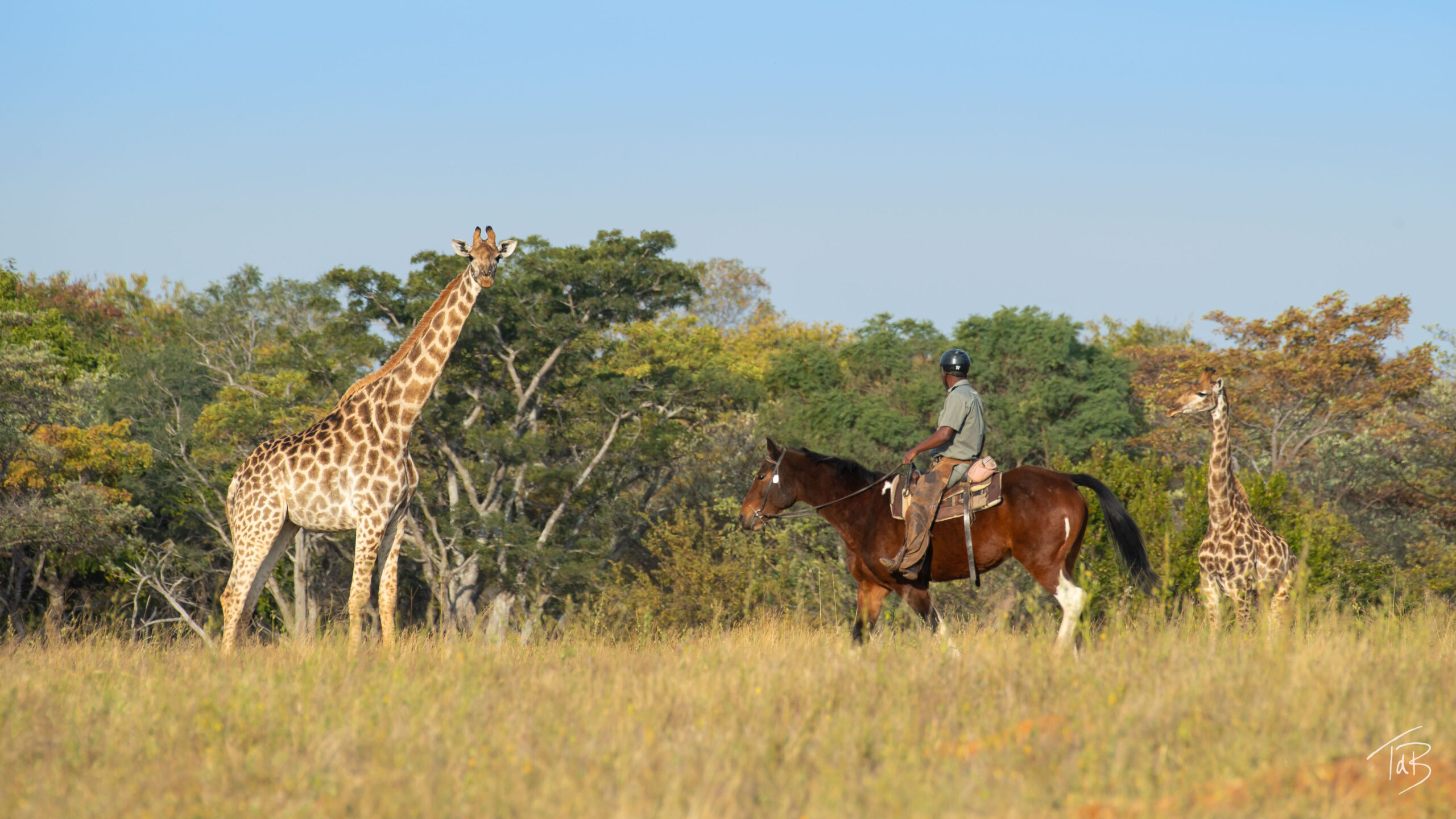 Safari Equestre Afrique